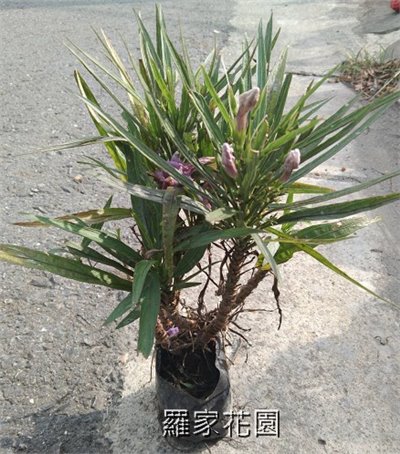 翠蘆莉