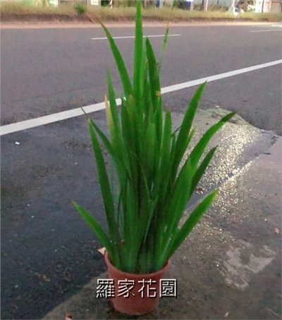 鳶尾花