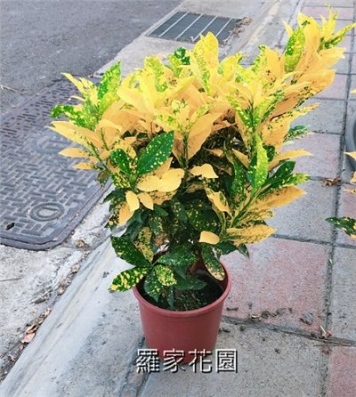 撒金變葉木