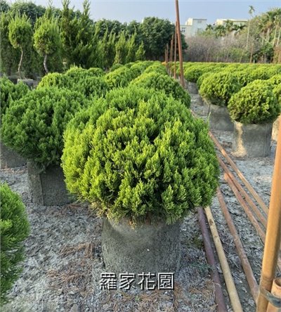 球型龍柏