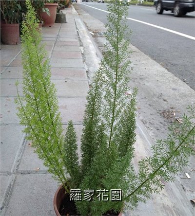 狐尾武竹