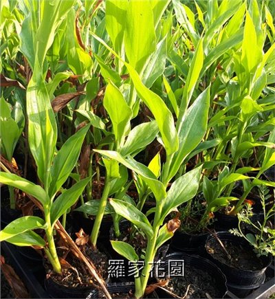 蝴蝶薑