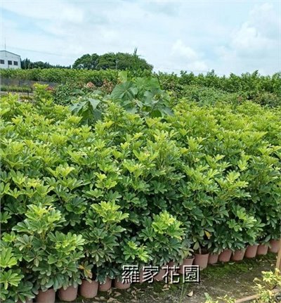 鵝掌藤