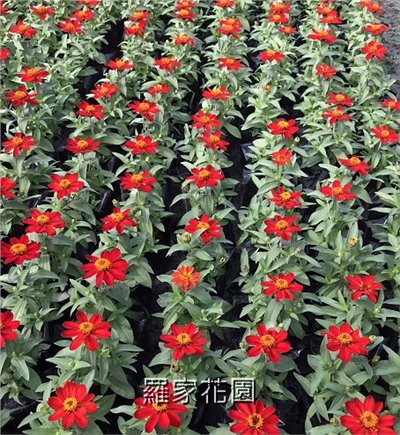 百日草