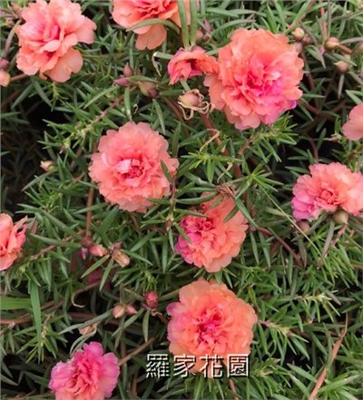 松葉牡丹