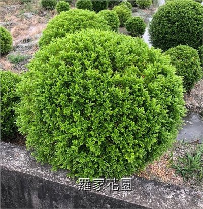 球型細葉七里香