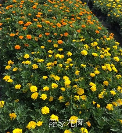 孔雀菊