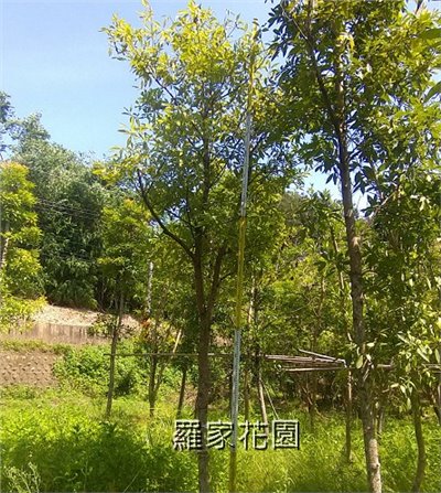 香楠