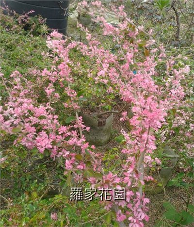 班葉金龜樹