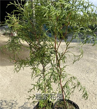 肖楠