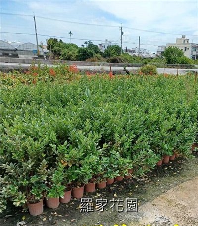 厚葉女貞