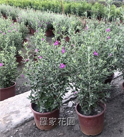 紅花玉芙蓉