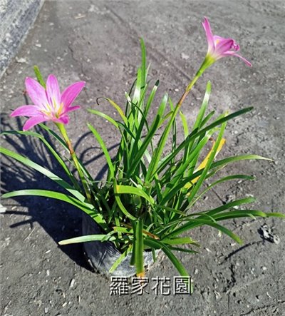風雨蘭