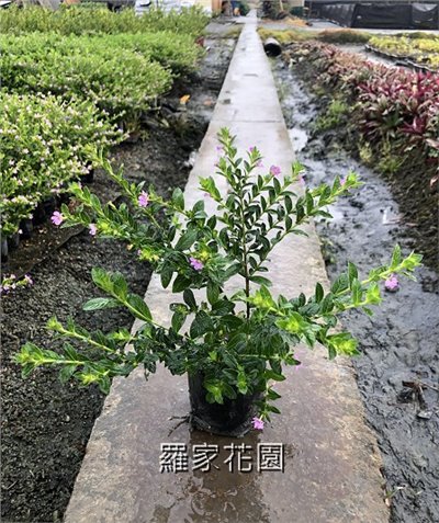 雪茄花