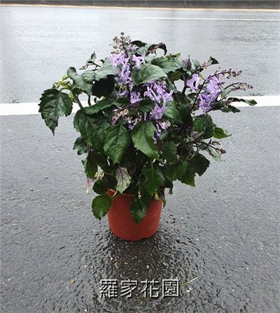 紫鳳凰
