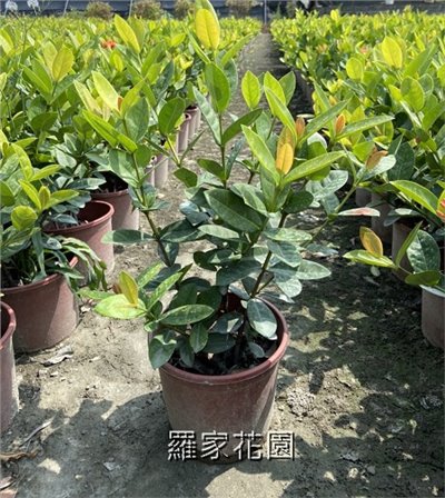 熊貓仙丹