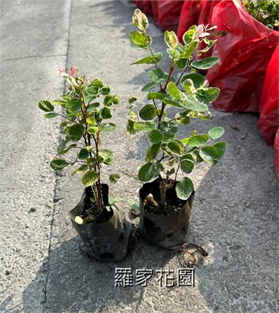 彩葉山漆莖