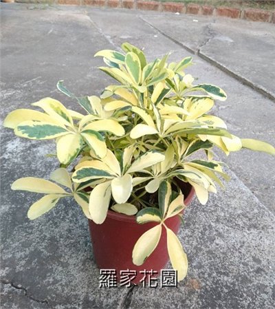 黃金鵝掌藤