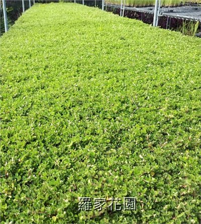 蠅翼草