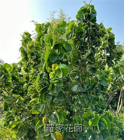鑲邊旋葉鐵莧