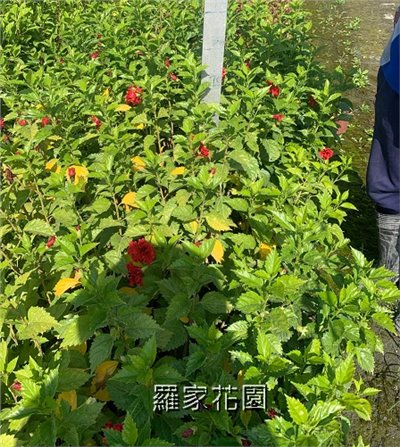 扶桑花(裂瓣紅）單瓣紅
