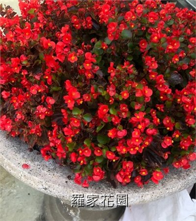 秋海棠