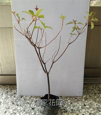 醉嬌花
