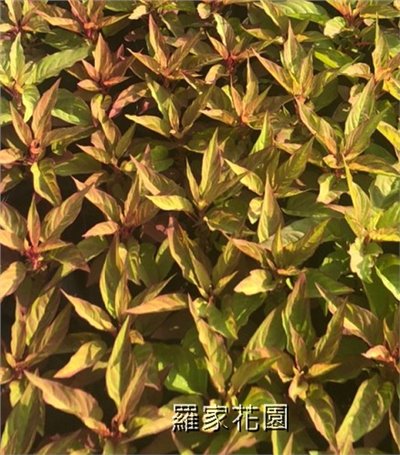 雞冠花