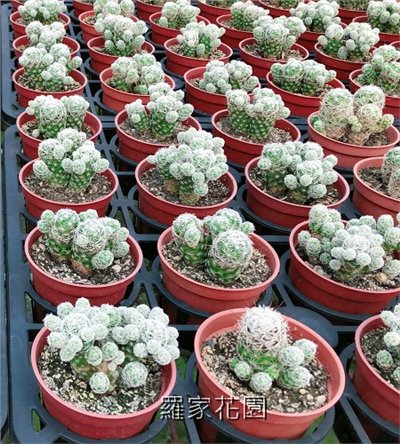 多肉植物