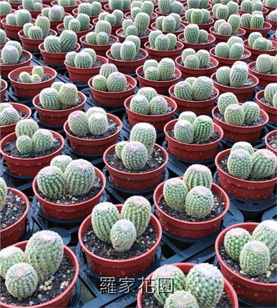 多肉植物