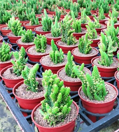 多肉植物