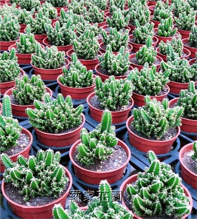 多肉植物