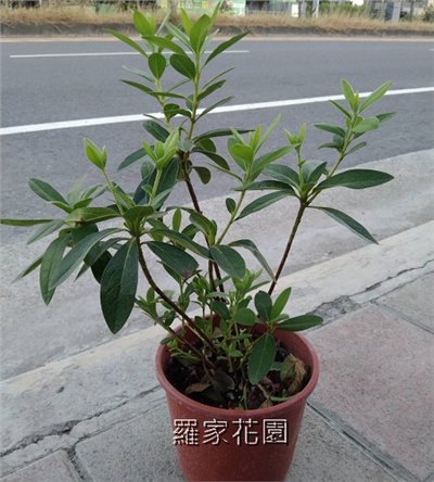 杜鵑花