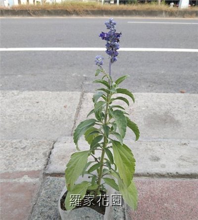 鼠尾草
