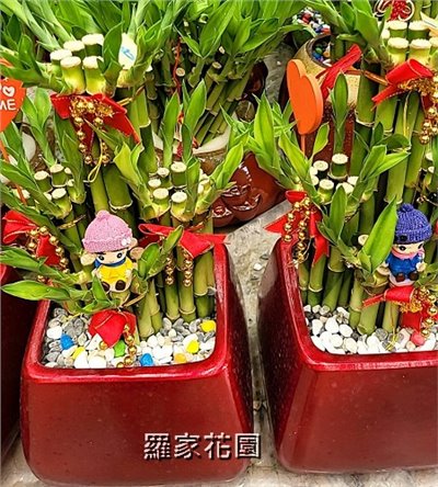 室內盆景