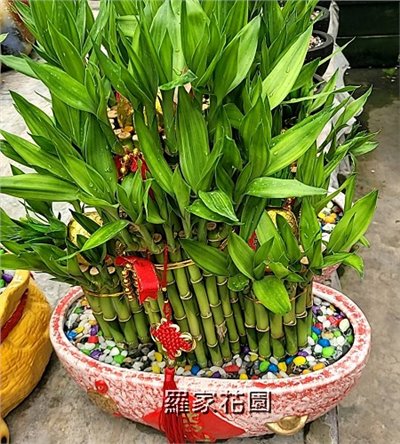 室內盆景