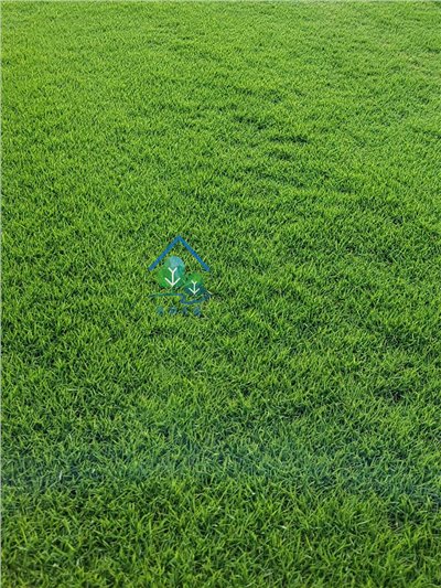 台北草