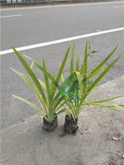射干