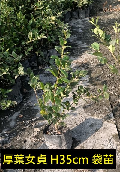 日本女貞(厚葉女貞)