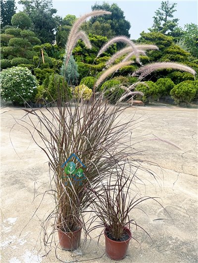 紫葉狼尾草