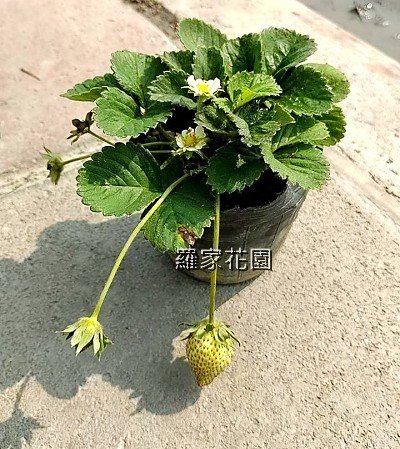 草莓苗