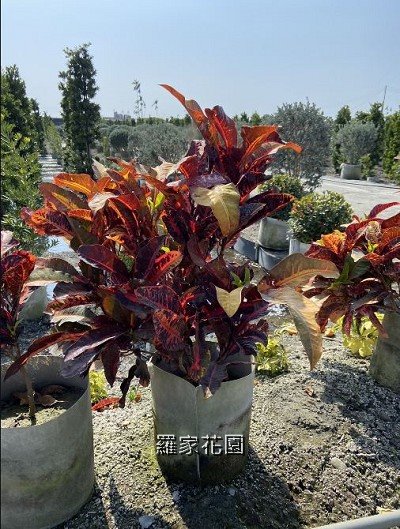 彩霞變葉木