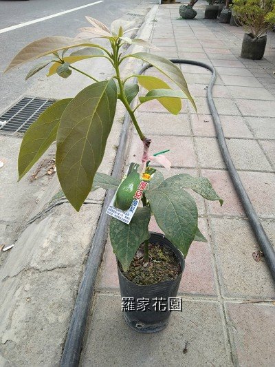 酪梨