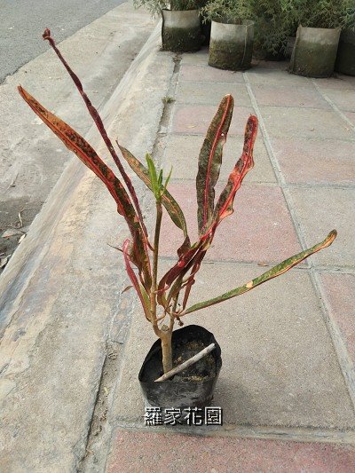 嫦娥綾變葉木