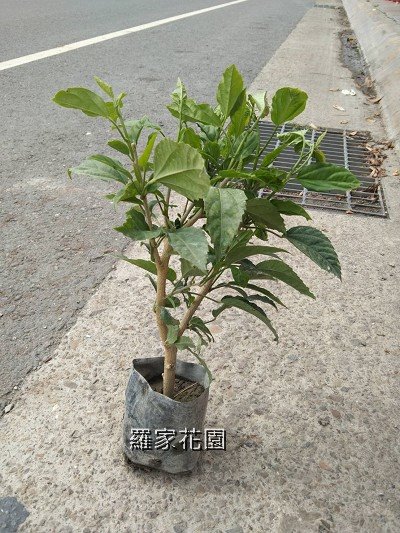 朱槿