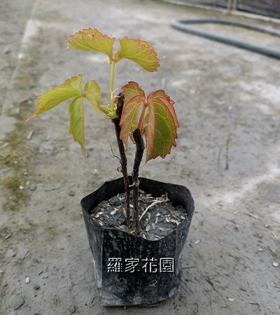 爬牆虎