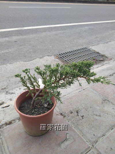 伏地柏