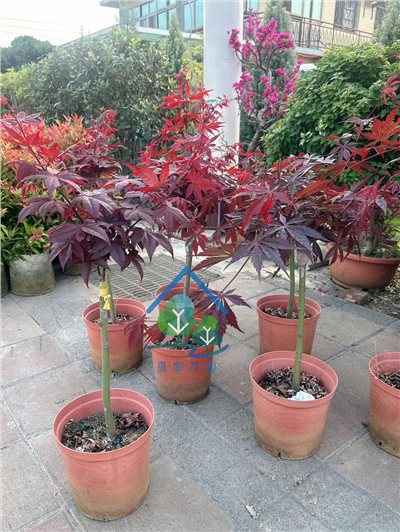 紅楓