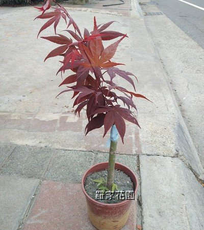 紅楓