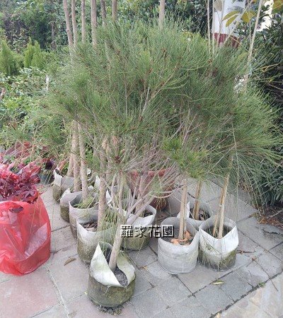 木麻黃